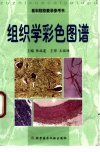 组织学彩色图谱_10264451_科学技术文献出版社_2000_张端莲主编_Pg128